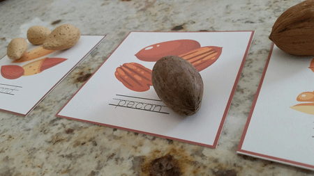 nutsorting2