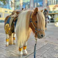 Go Texan Pony Picture Day